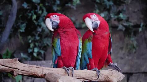 Where Macaw Lives? A Complete Guide for All Species – Macaw Land