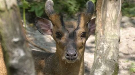 Barking Muntjac Deer Spotted In Rufford And Preston Woodland Bbc News