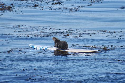 Notorious Surfing Sea Otter Evades Capture In Santa Cruz