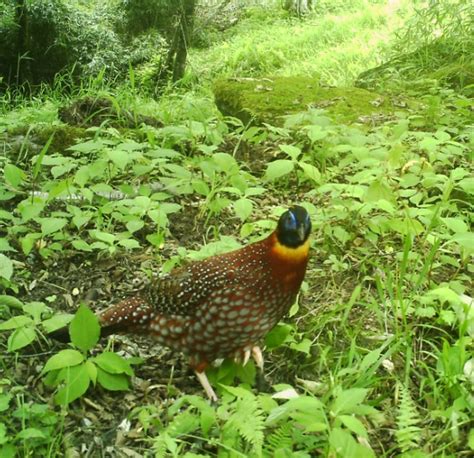 红腹角雉：四川唐家河国家级自然保护区 中国自然保护区生物标本资源共享平台