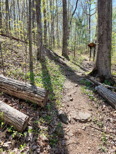 2023 Best Trails In Brasstown Wilderness Alltrails