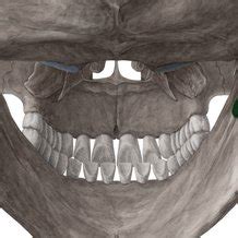 Mandibular Foramen