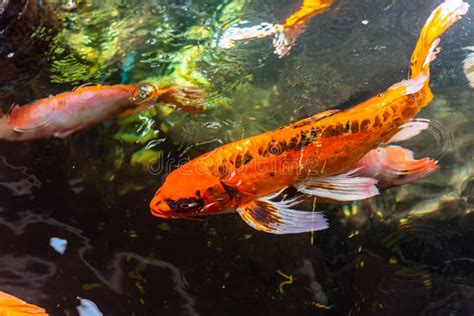 Beautiful Koi Fish Farm Work Closed System Ornamental Fish For