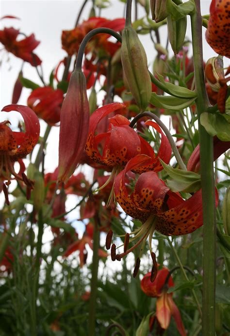 Snapdragon's garden: July 2008