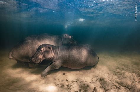 Hippo Nursery Wildlife Photographer Of The Year Natural History Museum