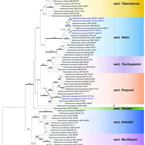 Phylogram Generated From The Maximum Likelihood Raxml Analysis Based