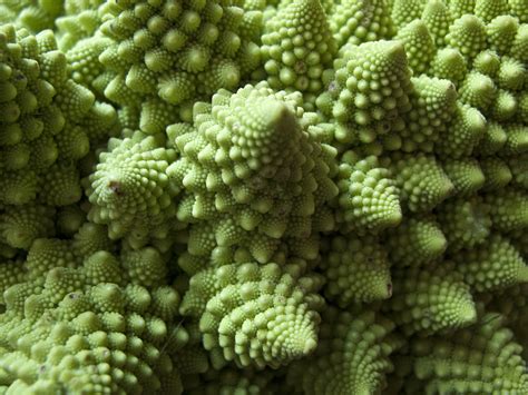 Romanesco Broccoli A Mathematical Delight Cgtn