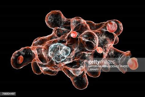 Entamoeba Photos And Premium High Res Pictures Getty Images