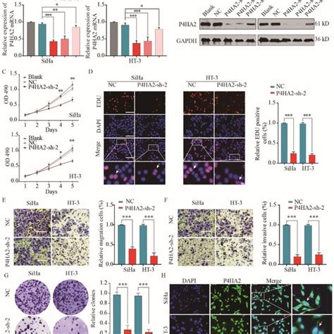 P Ha Knockdown Suppresses Cervical Cancer Cell Proliferation