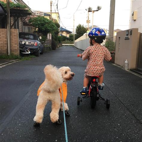 Docdogさんのインスタグラム写真 Docdoginstagram「雨上がりの濡れた地面でも、汚れを気にせずお散歩できるドッグ