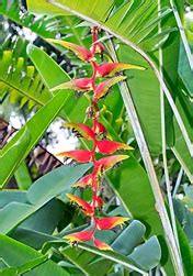 Heliconia Platystachys Monaco Nature Encyclopedia