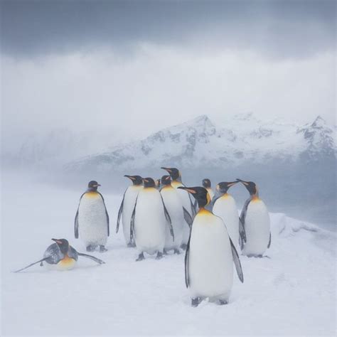 Yellow penguin spotted in Antarctica—here's why it's so rare Macaroni ...