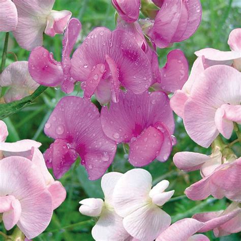 Award Winning Perennial Sweet Peas Plants Richard Jackson Garden