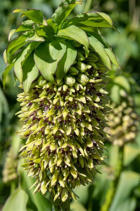 Pineapple Lily Eucomis Flowers Stock Photo - Image of lily, beauty ...