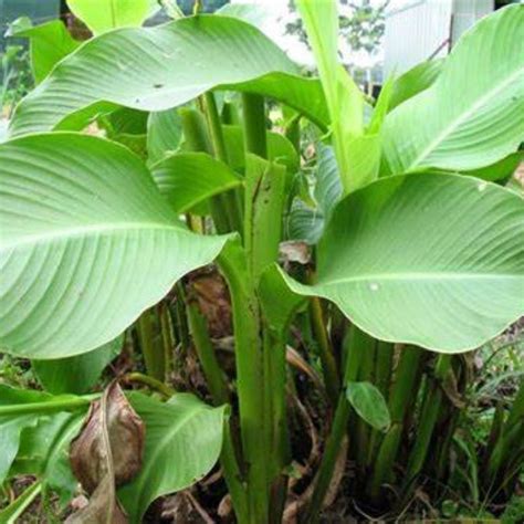 arrowroot mall  gardens