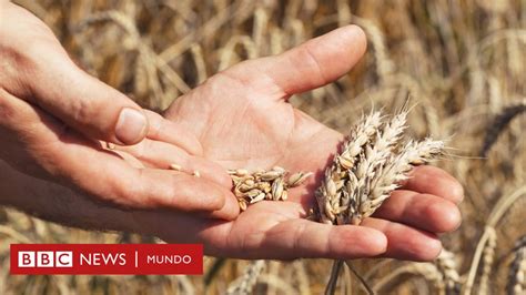 Por Qué El Que Se Haya Descifrado El Genoma Del Trigo Puede Revolucionar La Alimentación En La