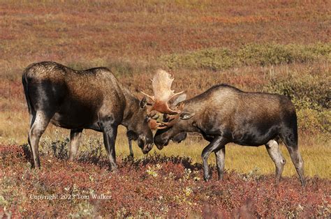 Bull Moose Sparring on Alaska Tundra | Photo | Tom Walker Photographer