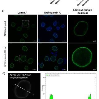 suv family histone methyltransferases modulate nuclear lamin