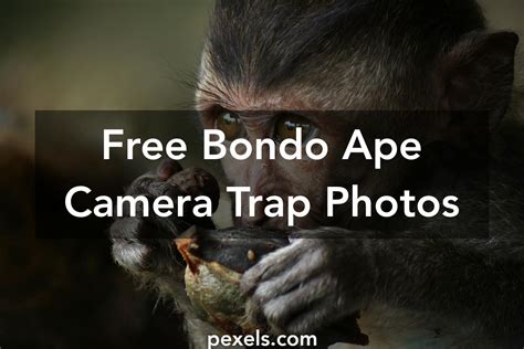 50+ Great Bondo Ape Camera Trap Photos · Pexels · Free Stock Photos