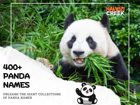 400+ Unique Panda Names To Choose For Your Adorable Furry Friend