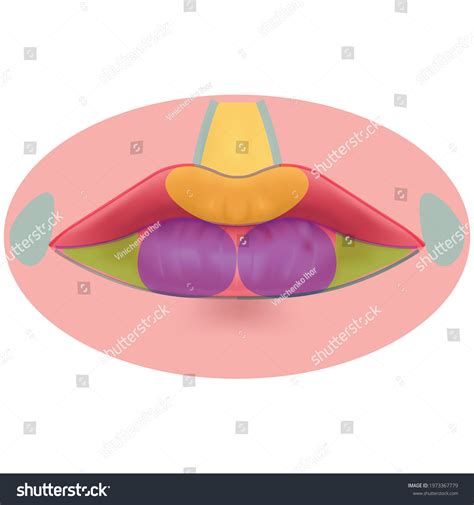 Lip Anatomy Tubercle