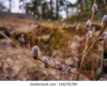 Weeping Pussy Willow Tree Images Stock Photos D Objects