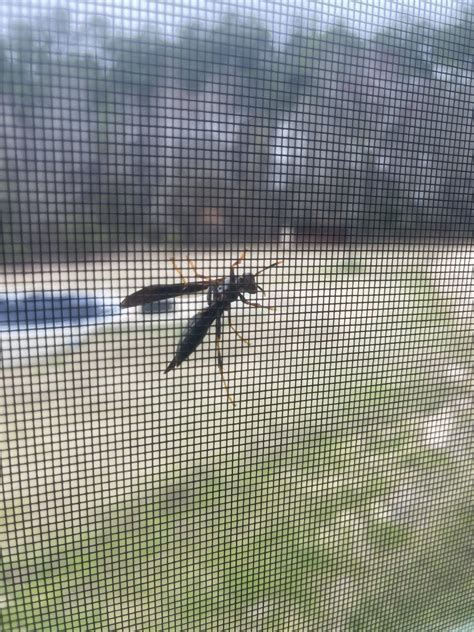 What is this long legged wasp looking guy? Eastern North Carolina : r