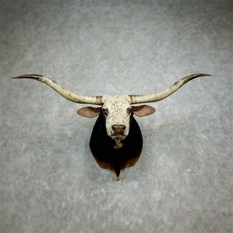 Texas Longhorn Shoulder Mount For Sale #17179 @ The Taxidermy Store ...