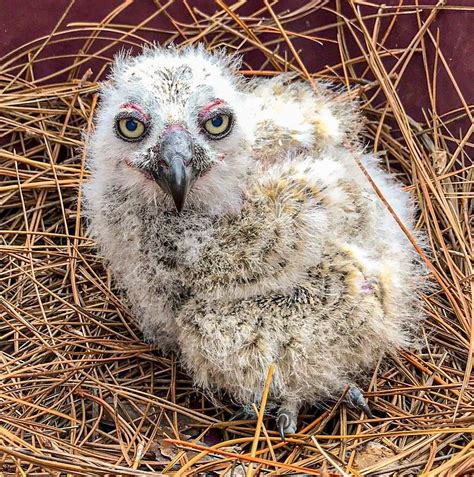 Nesting Season - The Baby Birds Are Alright - Peace River Wildlife Center