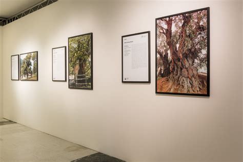 In Triennale Milano La Mostra Fotografica Sugli Alberi Millenari D