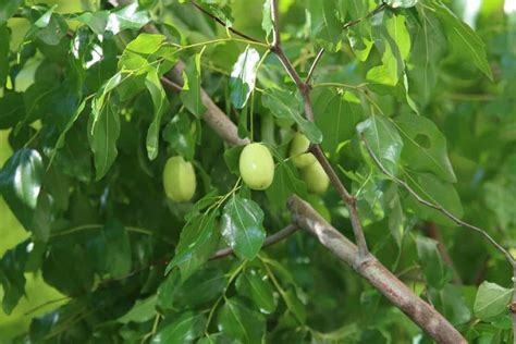 How To Grow Jujube From Seed To Harvest Check How This Guide Helps