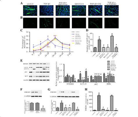 Tgf Induced C C Myotube Atrophy Through Hmgb Autophagy Pathway