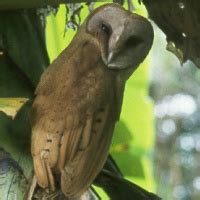 Madagascar Red Owl (Tyto soumagnei) - Information, Pictures - The Owl Pages