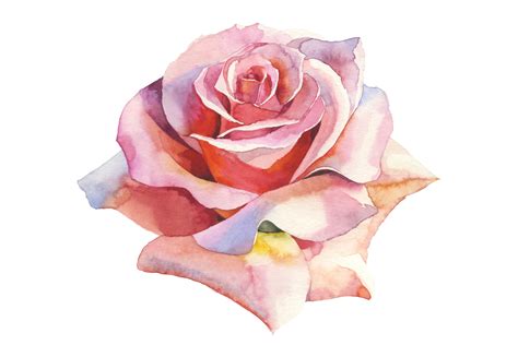 Pink Roses Realistic Watercolor Set Graphic By Mystocks · Creative Fabrica