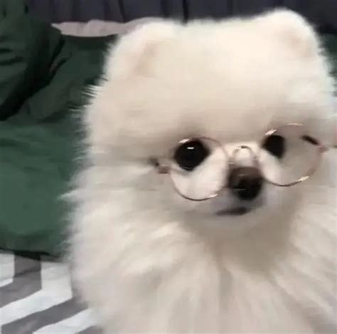 dog pfp pfpgeeks