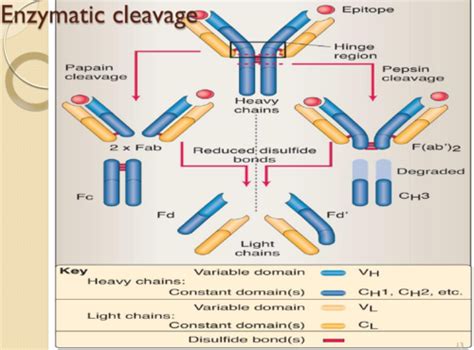 Chapter Antibody Structure And Function Flashcards Quizlet