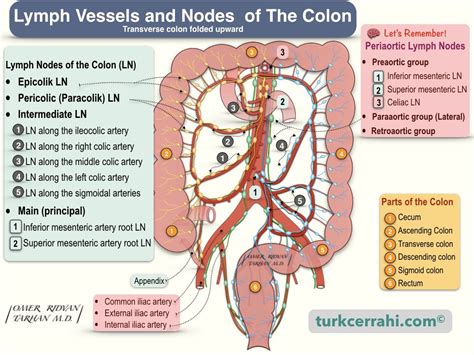 Anatomy Of The Colon