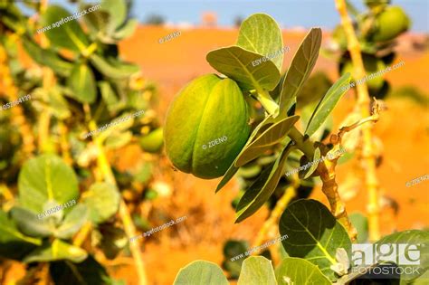 Sahara Desert Plants