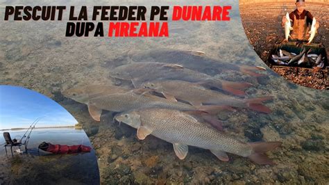 Pescuit La Feeder Pe Dunare Dupa Mreana Cea Mai Buna Partida De