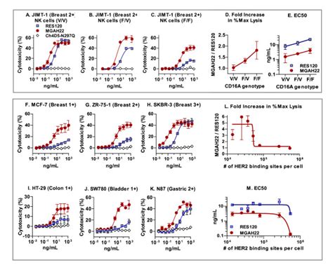 In Vitro Antibody Dependent Cell Mediated Cytotoxicity Adcc Activity