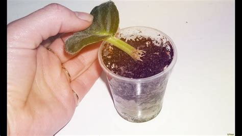 Фиалки для начинающих. Размножение. Часть 1 | African violets, Plants