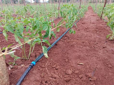 Tomato Drip Kit Price By Grekkon Limited Call 254 777 157 132