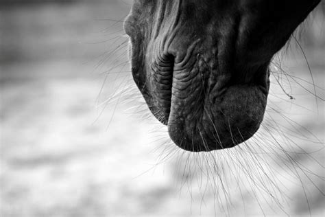 Paarden Ziektes En Aandoeningen