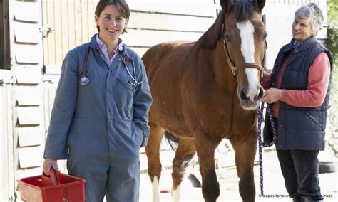 Horse Illnesses & Diseases