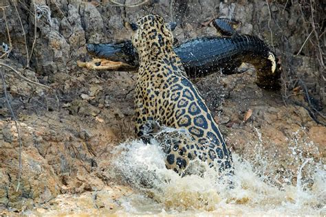 How Do Jaguars Kill Crocodiles