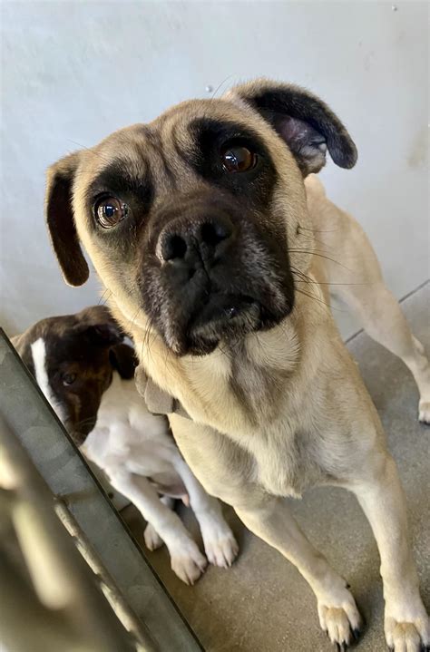 Save SBC Shelter Friends - 2/2/25 RESCUED My favorite , he’s the size