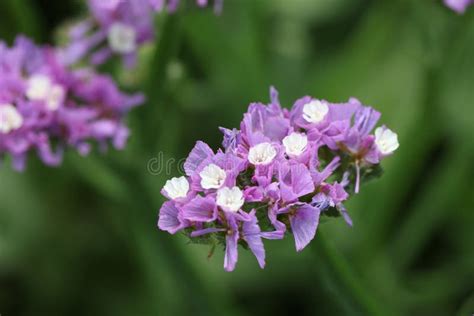 Purple Statice Flowers On Field Bright Wildflowers Stock Image Image