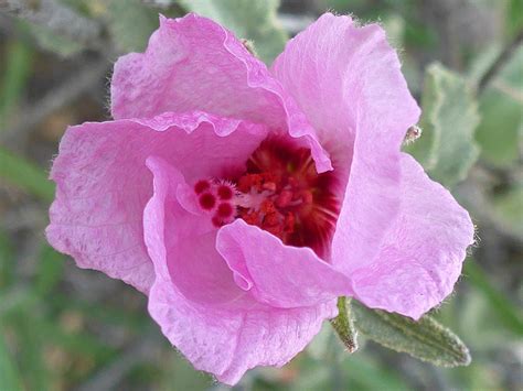 Curly Petals Photos Of Hibiscus Denudatus Malvaceae