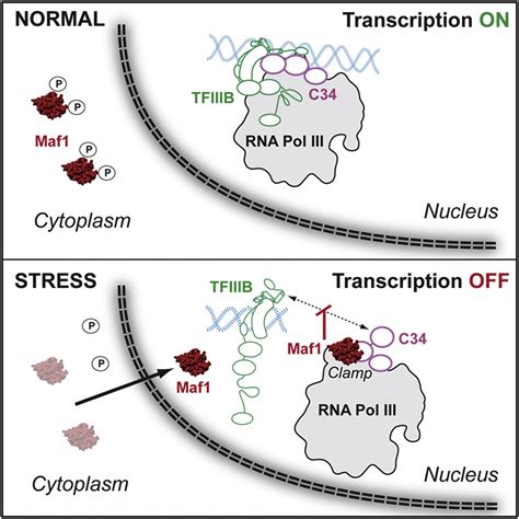 Molecular Basis Of Rna Polymerase Iii Transcription Repression By Maf1 Cell