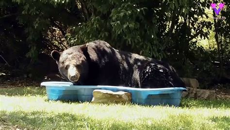 Oso refrescándose en una piscina para niños Vídeo Dailymotion